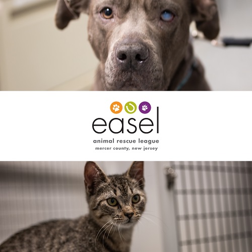 向美國動物救援組織捐款